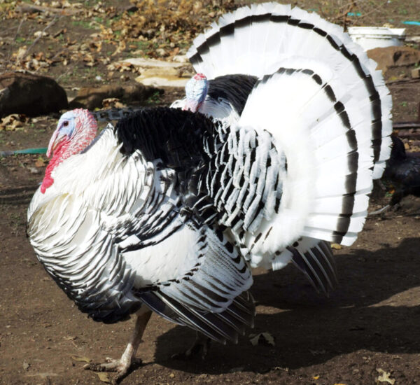 Buy Royal Palm Turkeys For Sale