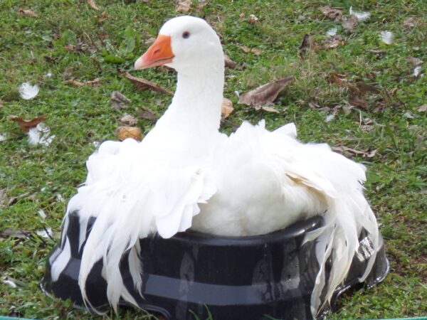 Sebastopol Geese