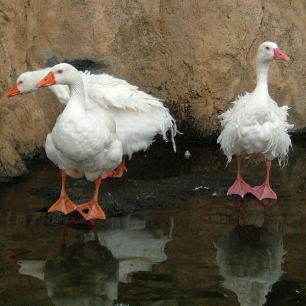 Buy Sebastopol Goose For sale - Image 3
