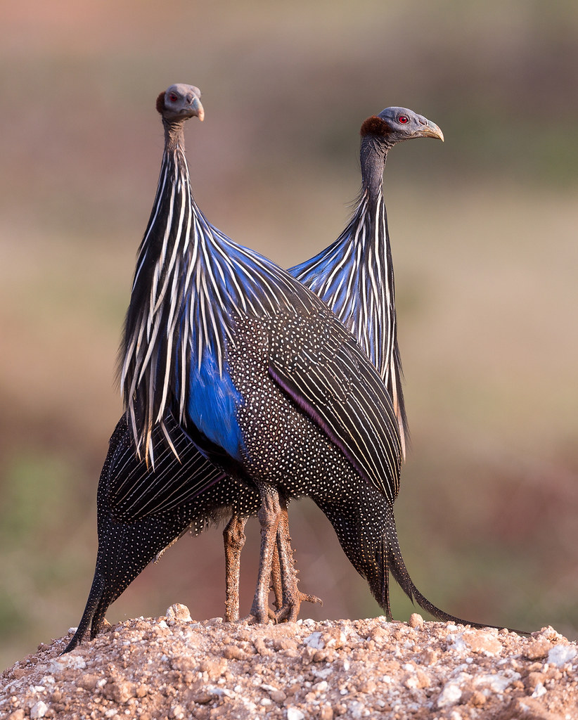 Buy Vulturine Guinea Fowl For Sale
