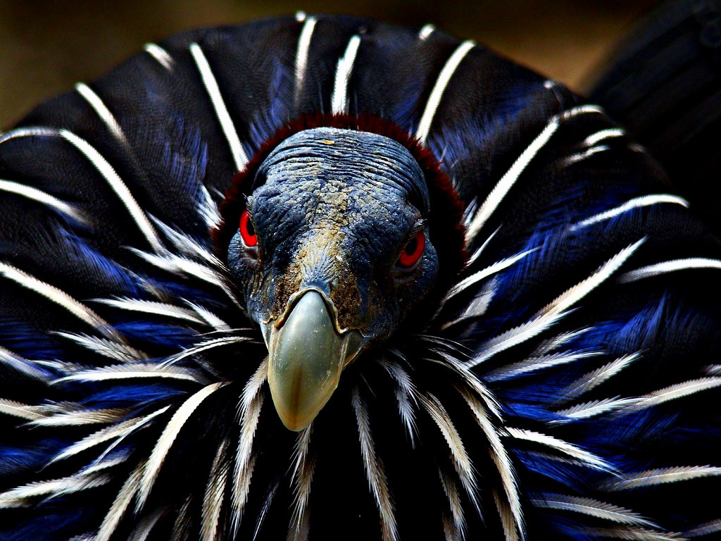Buy Vulturine Guinea Fowl For Sale - Image 3