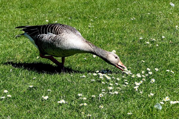Weeder Geese