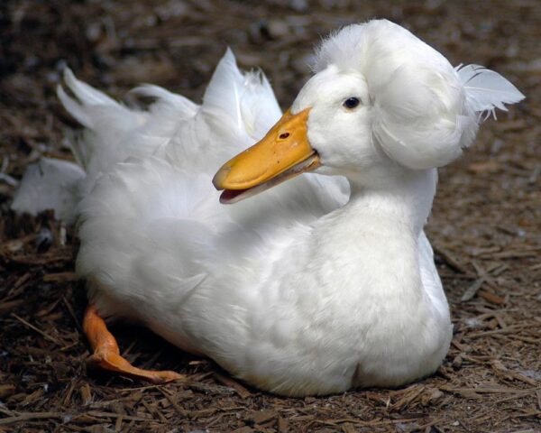 Buy White Crested Duck For Sale