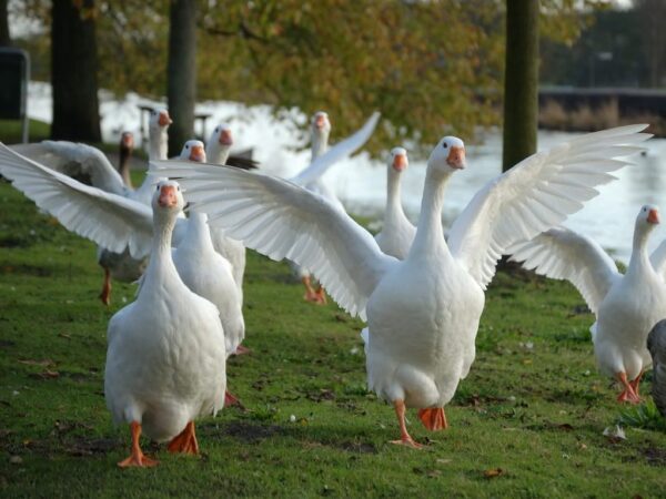 Buy White Embden Geese For Sale - Image 2