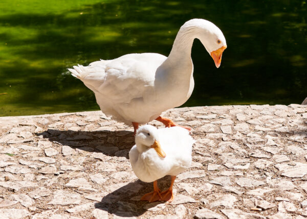 Buy White Embden Geese For Sale