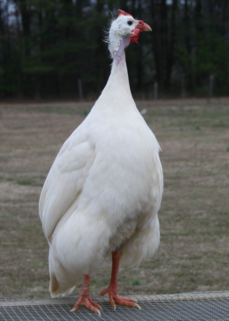 Buy White Guineas For Sale
