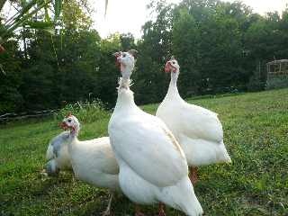 Buy White Guineas For Sale - Image 3