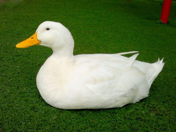White Star Hybrid Duck