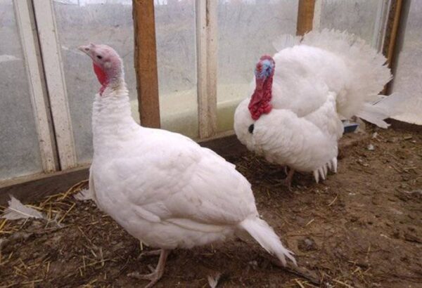 Buy White Turkeys For sale