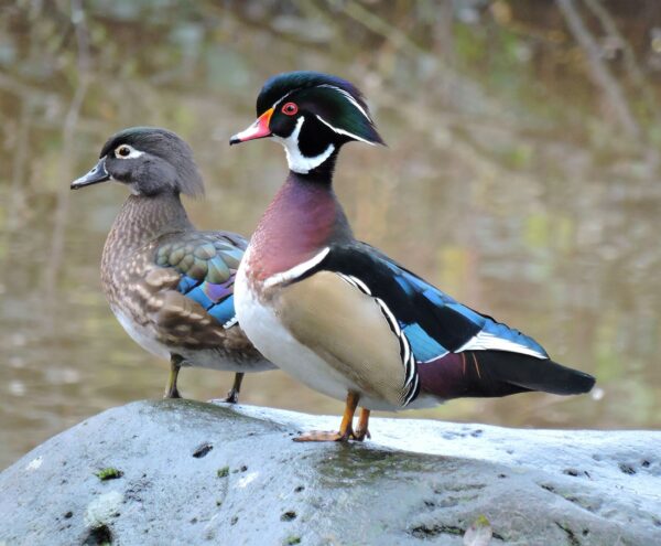 Wood Duck - Image 2