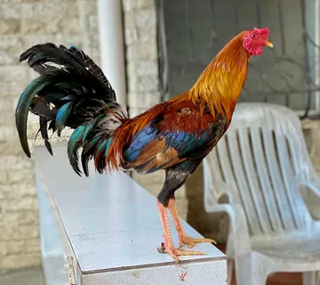 Buy Yellow Leg Hatch Albany For Sale - Image 2