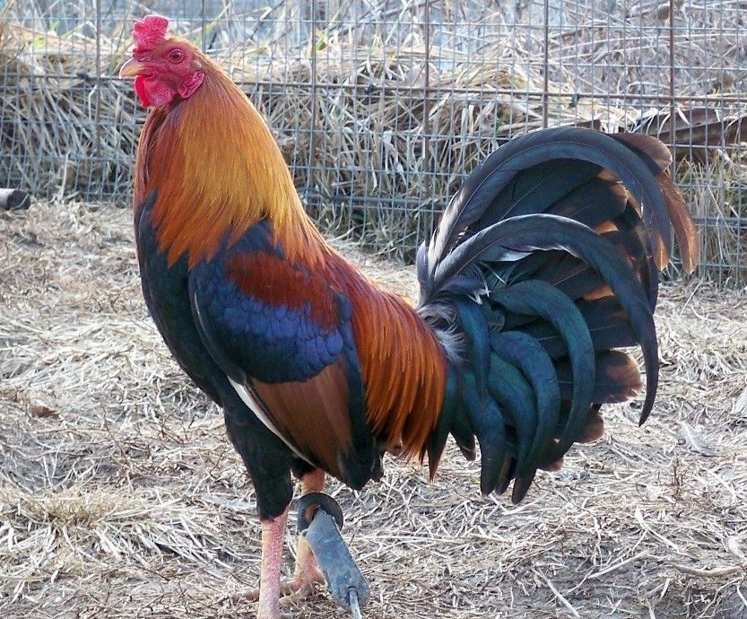 Buy Yellow Leg Hatch Albany For Sale