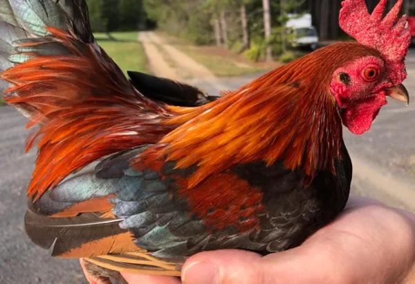 BLACK BREASTED BROWN RED STANDARD OLD ENGLISH CHICKS, NOT SEXED - Image 2
