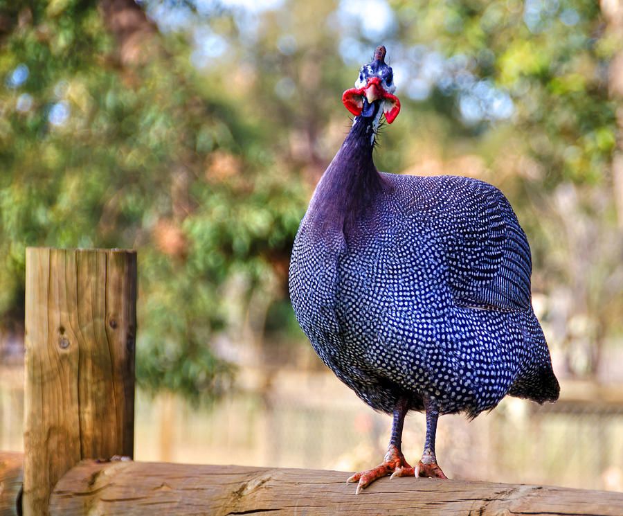 Buy Guinea Fowl Royal Purple For Sale