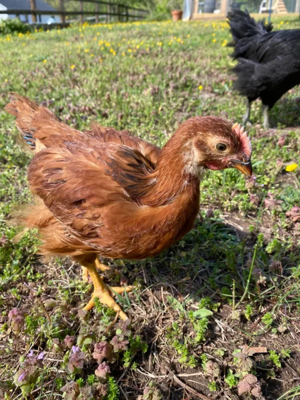 RHODE ISLAND RED CHICKS