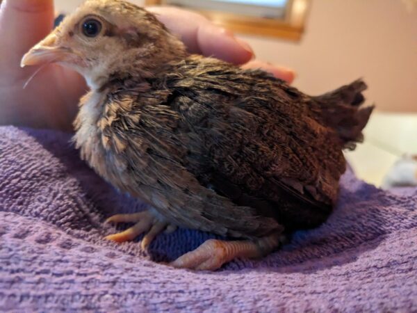 BLUE STANDARD OLD ENGLISH CHICKS, NOT SEXED