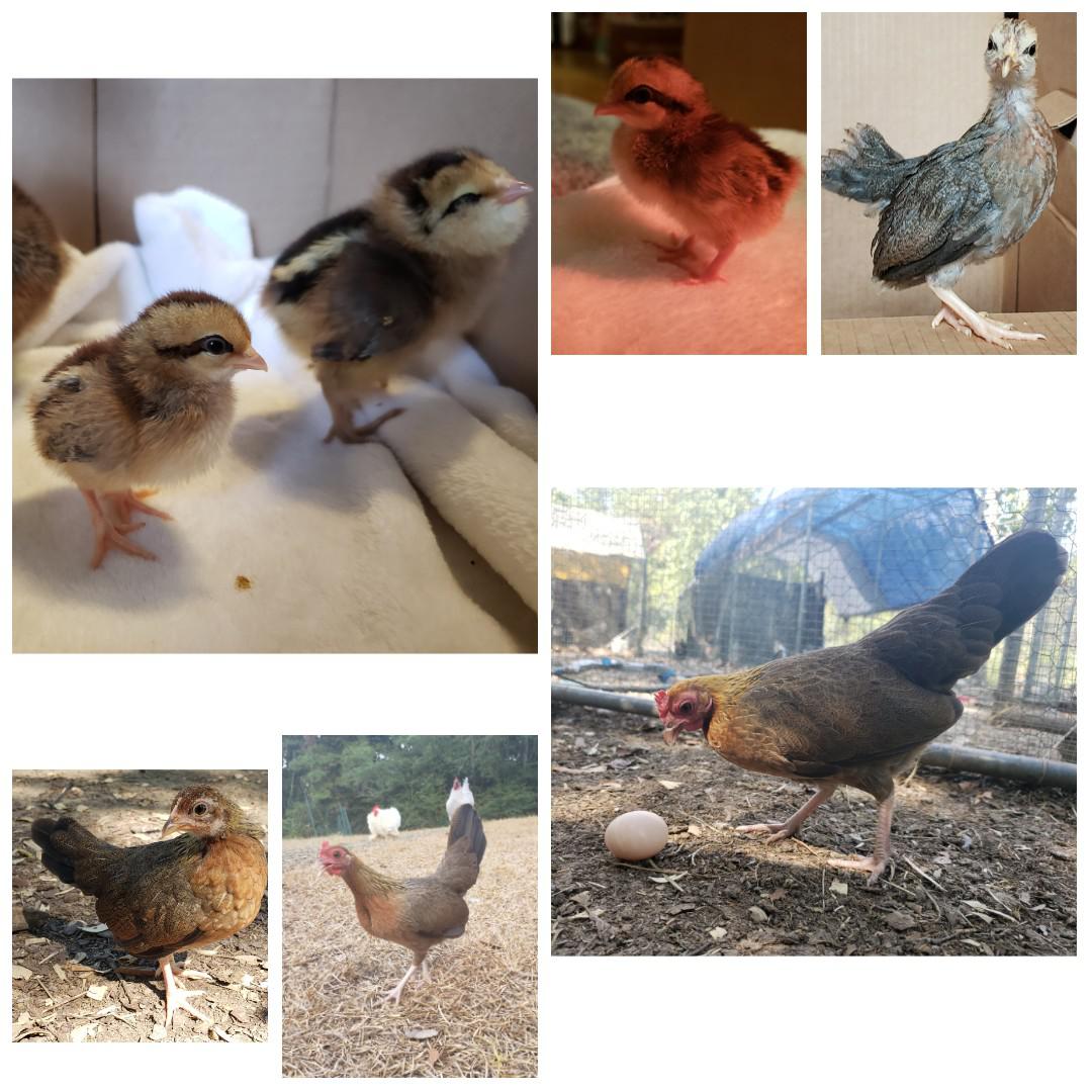 GINGER RED STANDARD OLD ENGLISH CHICKS, NOT SEXED - Image 2