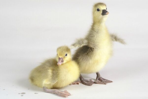 Buy Tufted Roman Geese For Sale
