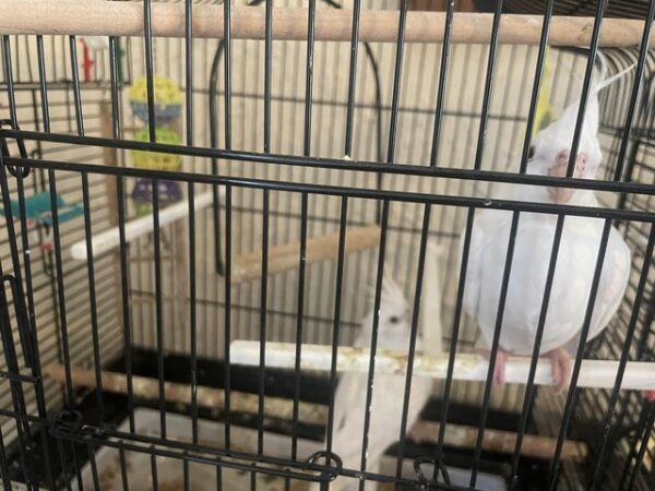 Albino Cockatiel - Image 2