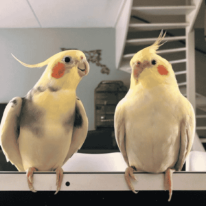 Bronze fallow cockatiel For Sale