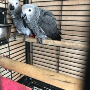 Congo African Grey For Sale