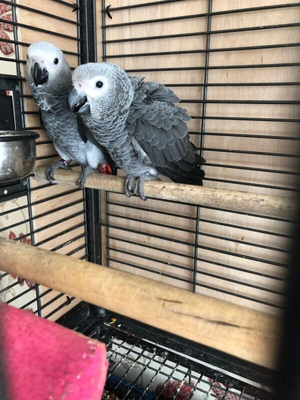 Congo African Grey For Sale