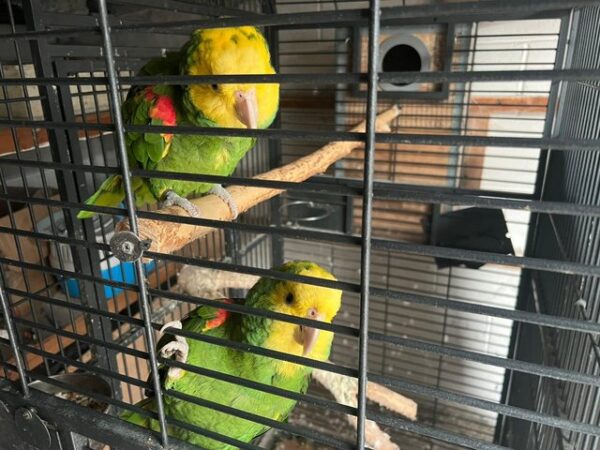 Double Yellow Head Amazon For Sale