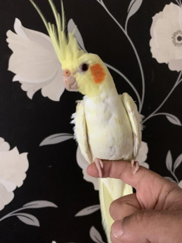 Lutino Cockatiel - Image 2