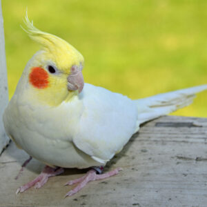 Lutino Cockatiel for Sale
