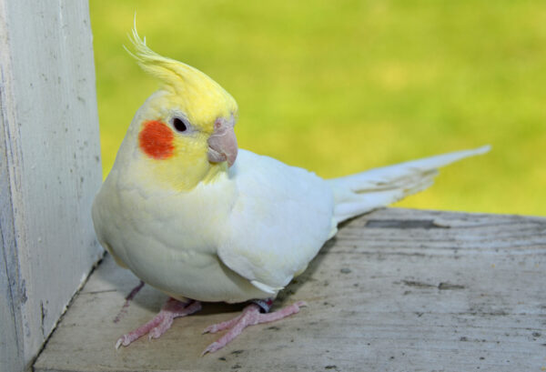 Lutino Cockatiel for Sale