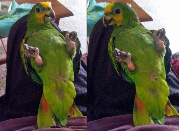 Orange – Winged Amazon - Image 2