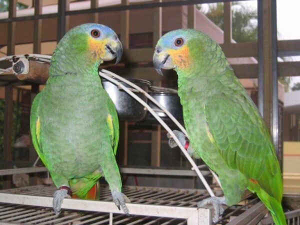 Orange – Winged Amazon For Sale