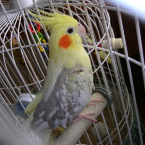 Pied Cockatiel For Sale