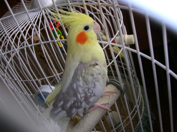 Pied Cockatiel For Sale