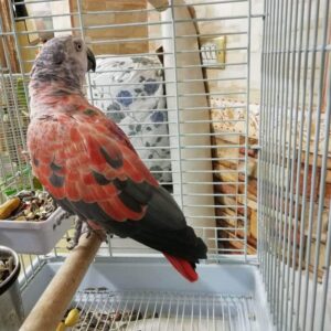 Timneh African Grey For Sale