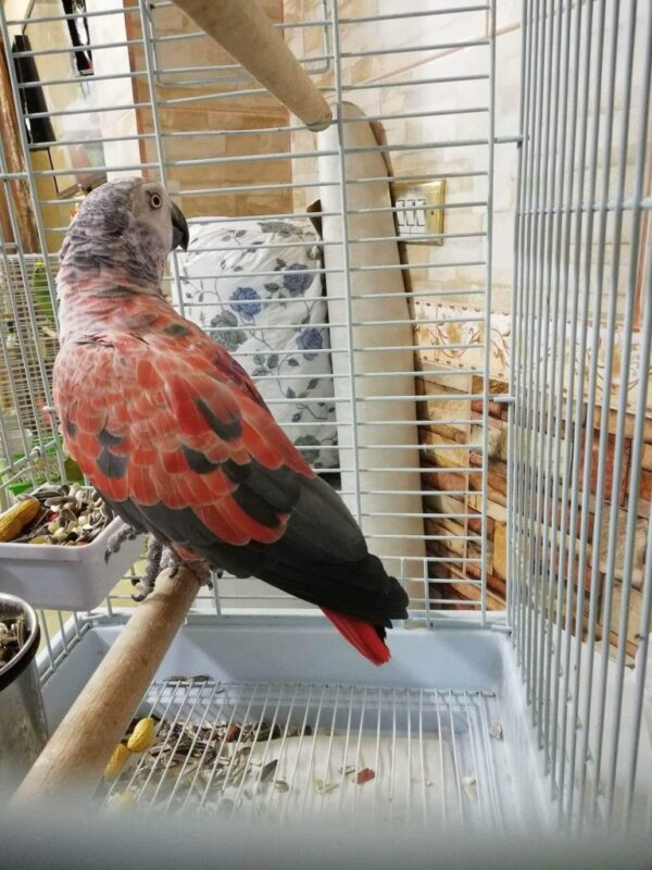 Timneh African Grey For Sale