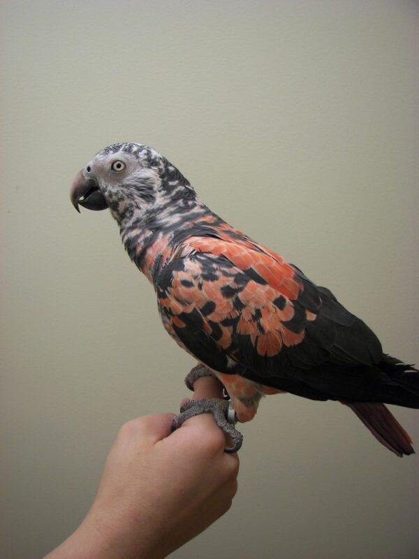 Timneh African Grey - Image 2