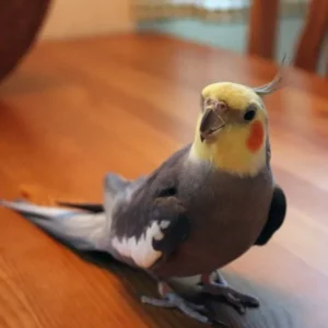 Yellow face cockatiel For Sale