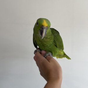 Yellow – Naped Amazon For Sale