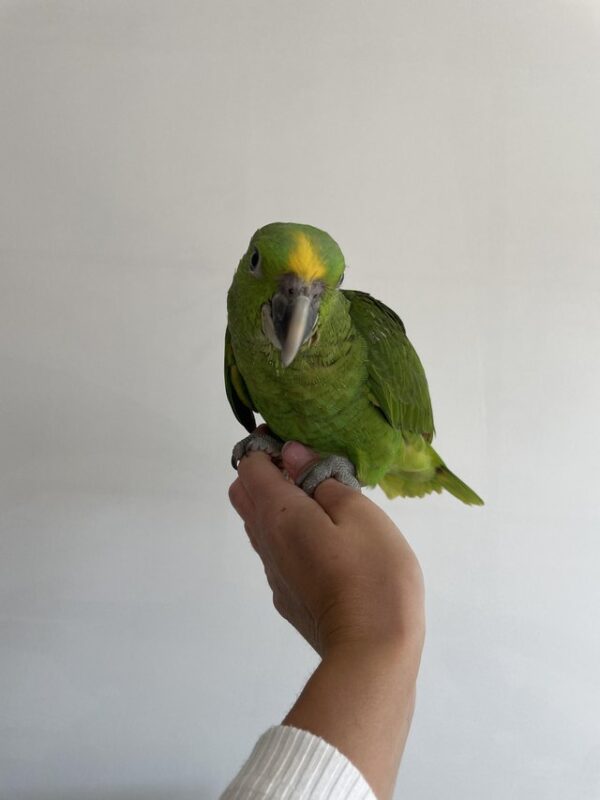 Yellow – Naped Amazon For Sale